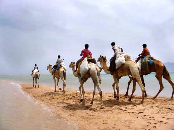 поездка на верблюдах Шарм эль Шейх